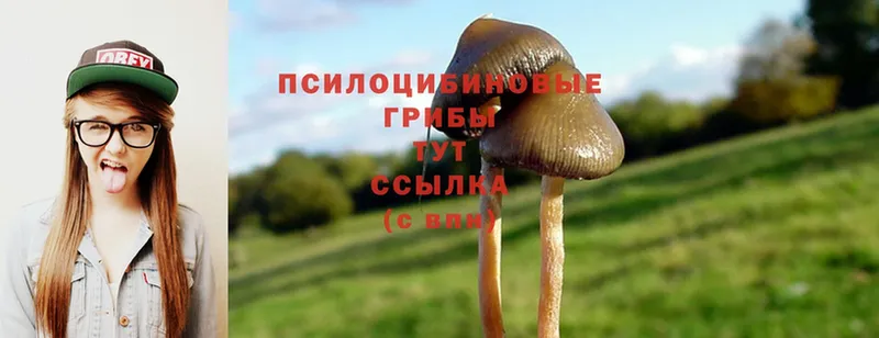 даркнет телеграм  где продают   Завитинск  Псилоцибиновые грибы Cubensis 